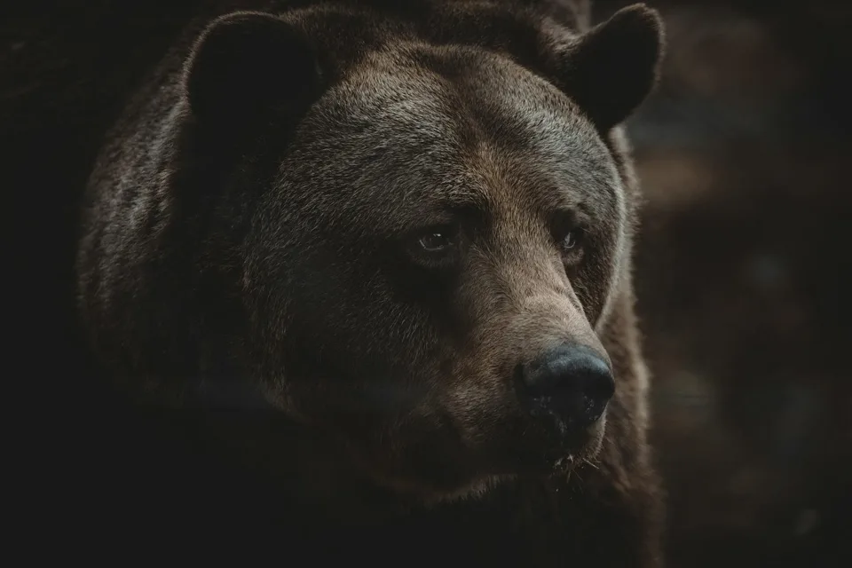 Sad bear
