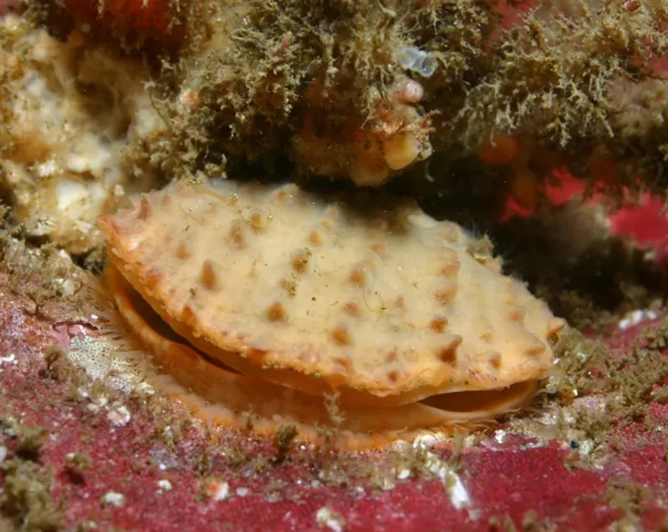 Scallop