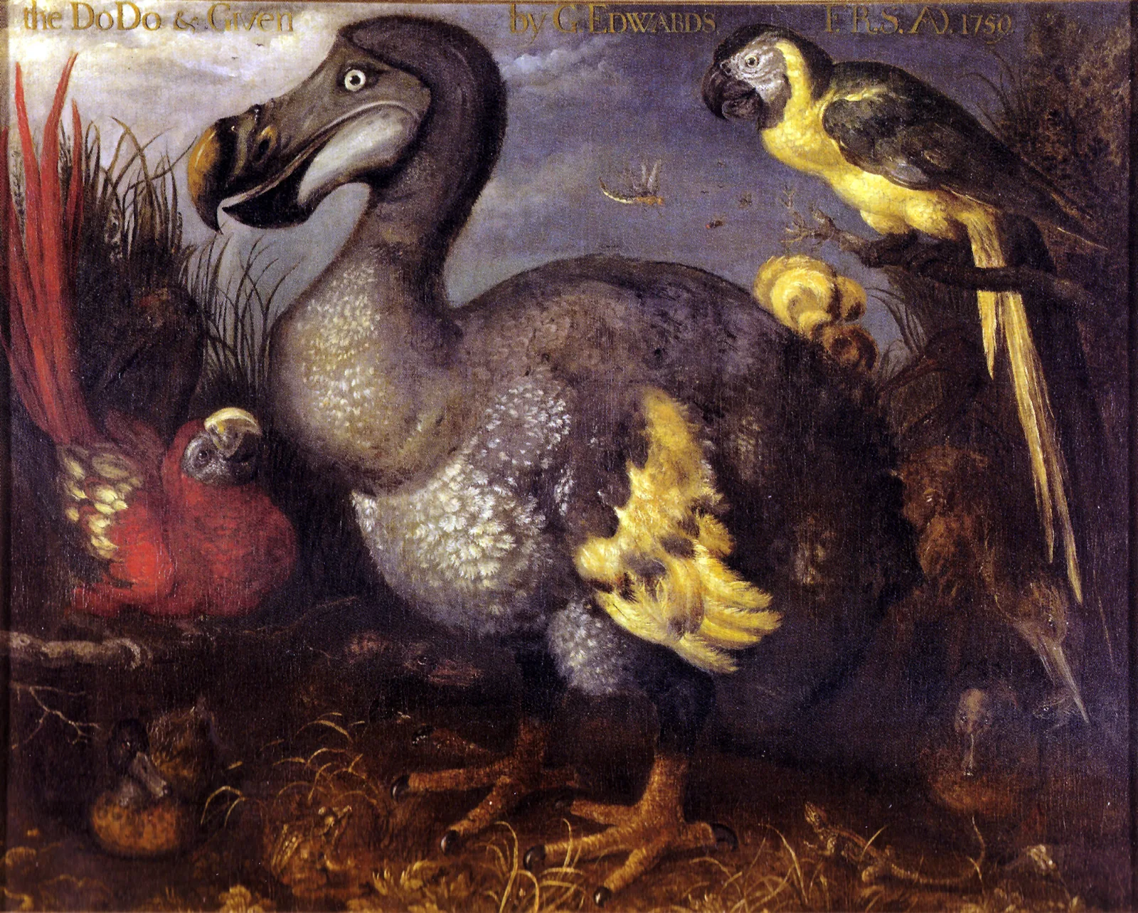 Edwards' Dodo