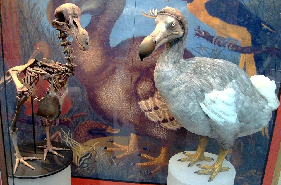 bird 1