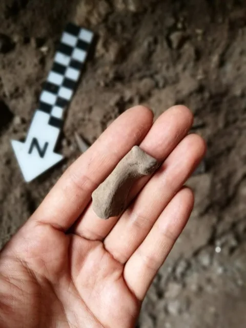 Tiger bone 1