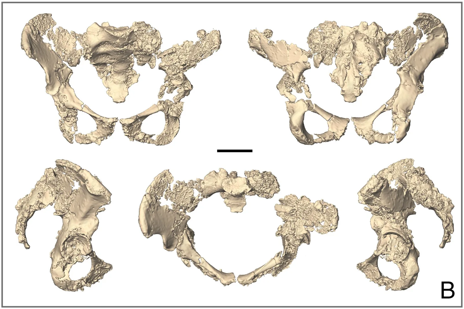 pnas.2535303123fig01