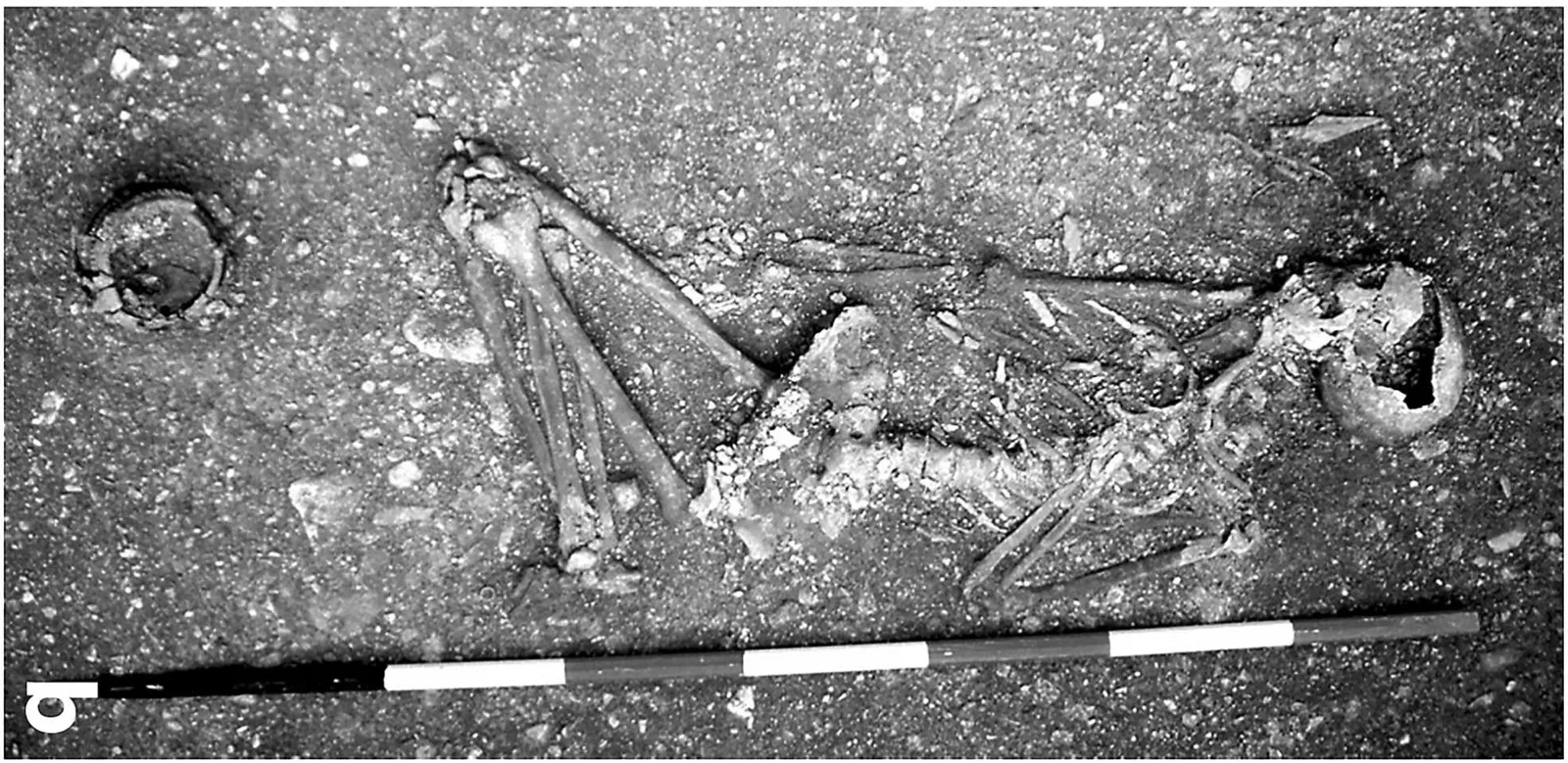 The skeleton of BR10, buried curled on its right side with its legs pulled up as if sleeping
